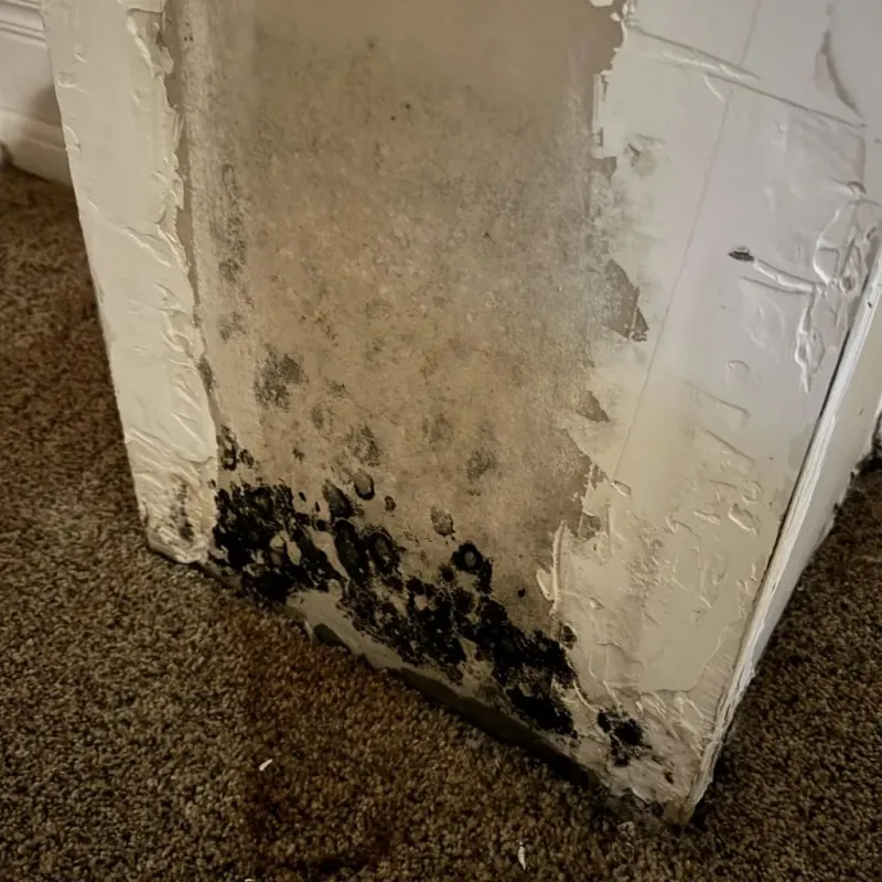 Professional Mold Removal in Walters, OK